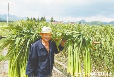  不错：古代是粮食，后来成我国特产蔬菜，批发价5元1斤，还供不