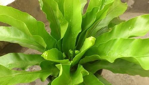  『系列』喜欢菊花，首选“盘龙系列菊花”盘龙招银，仙女飞舞，粉嫩典雅