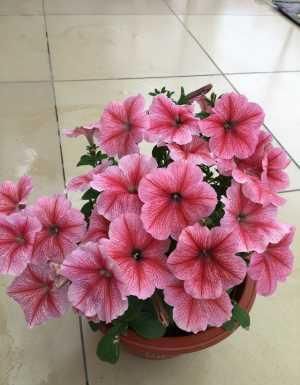  值得|此盆栽花超级好养，花色绚丽，花多易爆盆，全年开不停，值得拥有