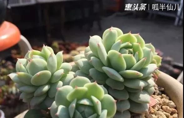  #上名#傻傻分不清的多肉，就看它这儿，一眼就能叫上名！