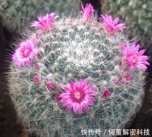  养护：她养了一盆仙人球，开出100朵小红花，美极了，邻居看来都羡慕！