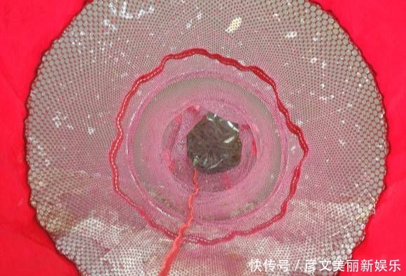 『小时』最近家门口的溪流里面马口鱼泛滥,三个小时就钓了一盆子!