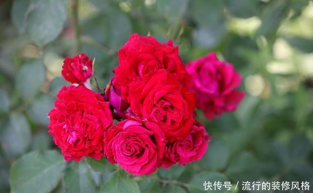  『花无』月季——只道花无十日红，此花无日不春风