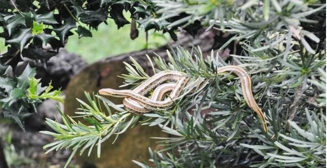 中国唯一蛇岛，生活着2万多条毒蛇，有专人为其服务！