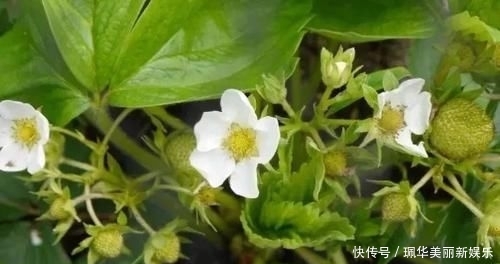 草莓盆栽@摘来的草莓水果还能用来播种,很快就能开花结果