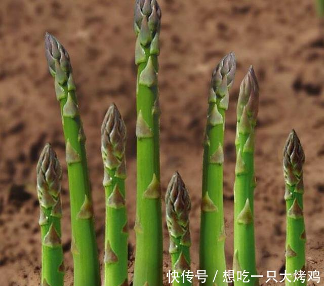 『家里面』适合在阳台上种的菜,这两种都可以选,种好了做菜方便又放心