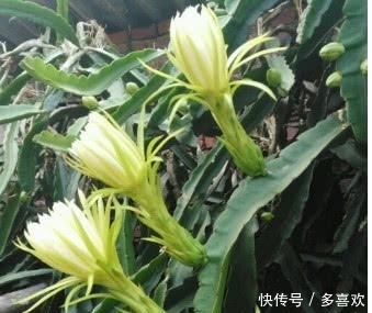  【全家】在家也能种“红心火龙果”，南北方都能种，果子挂满树，够全家吃
