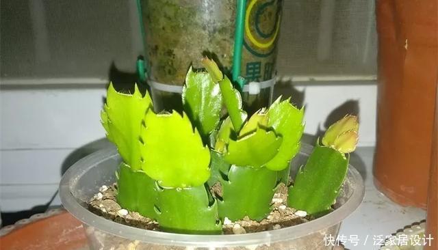  [图片作者]扦插技巧：这6种花现在扦插，丢土里就生根，插多少活多少！