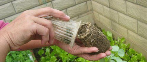  [花草]用废弃的篮子、饼干盒、空油壶，种花特别赞，一阳台都是花草！