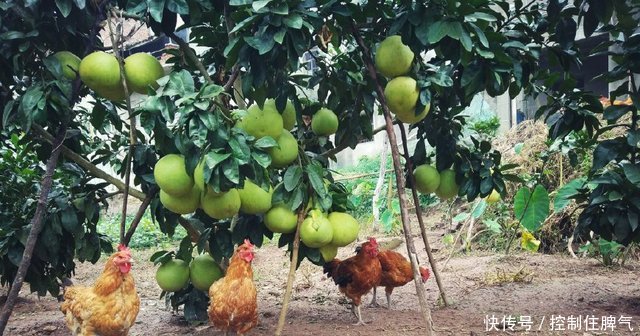 四川农村大叔种的水果，一树能摘100多斤，这挂果率也太高了吧