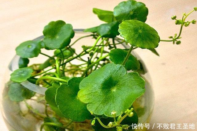  「耷拉」铜钱草到了冬天“耷拉”叶，水培出了问题，改善2点返青快！