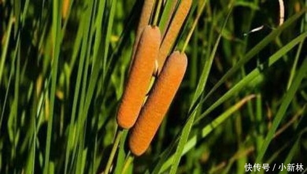  肯定@这样的“香肠”你肯定知道, 过去都没人要, 现如今30元一斤