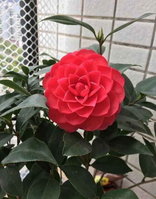  【不妨】喜欢玫瑰，不妨试试山茶花“六角大红”，花大色艳，精美绝伦！