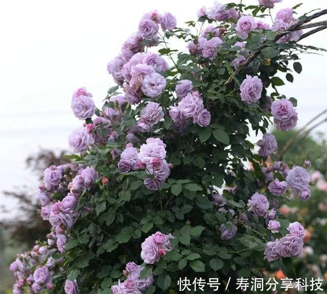  「品种」梦幻悠长，无法抗拒，月季的那抹蓝紫色美得清凉又高级！