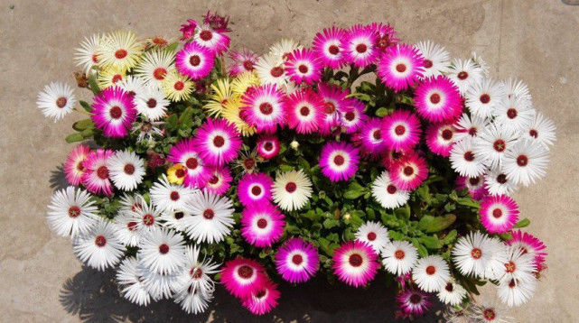 『盆栽』花开五颜六色,花色似“彩虹”,种植容易花期长,盆栽养花选它!