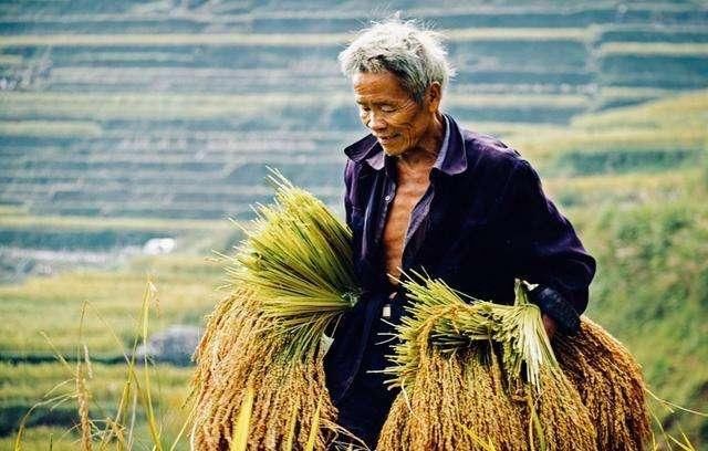 未来农村老农民退休，年轻人不会种地，农田该怎么处理？