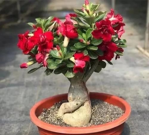  『耐热』养花就选这6种，耐热耐旱，一年开几次花，漂亮又好养！