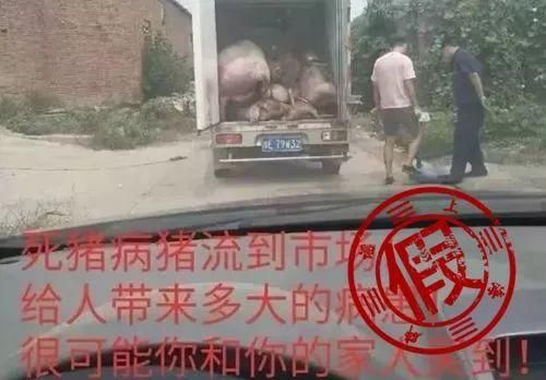 网传河北多人感染猪病毒死亡？近期猪肉不能吃了？假的！
