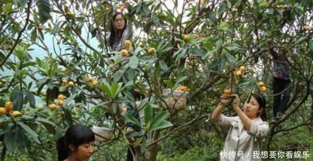  #小伙#邻家小伙偷爬农民枇杷树，万万没想到却掉下来摔死，该赔