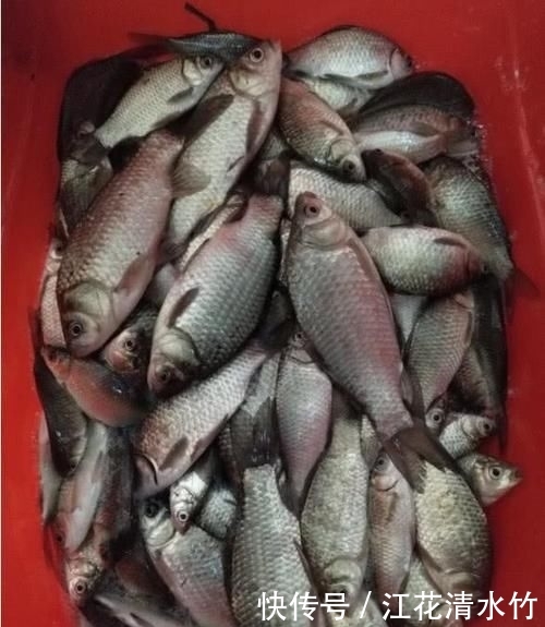 「水里」这几种饵料味道很难闻,却是鲤鱼草鱼的最爱,一般下竿就黑漂