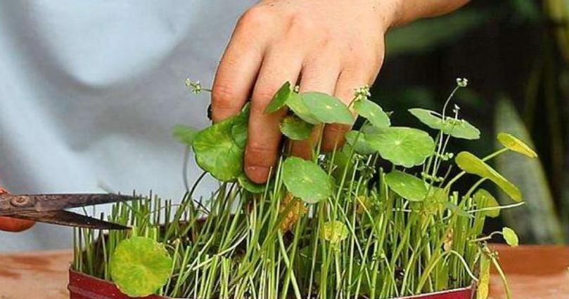  「铜钱草」3种花“越剪越旺”，剪成秃头，一个月大变样，叶子油绿、繁茂！