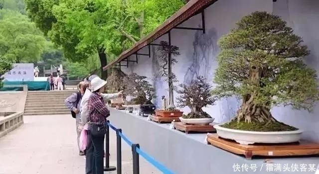  [栽种盆景]玩盆景，已成为当下追求高品质生活的一股潮流