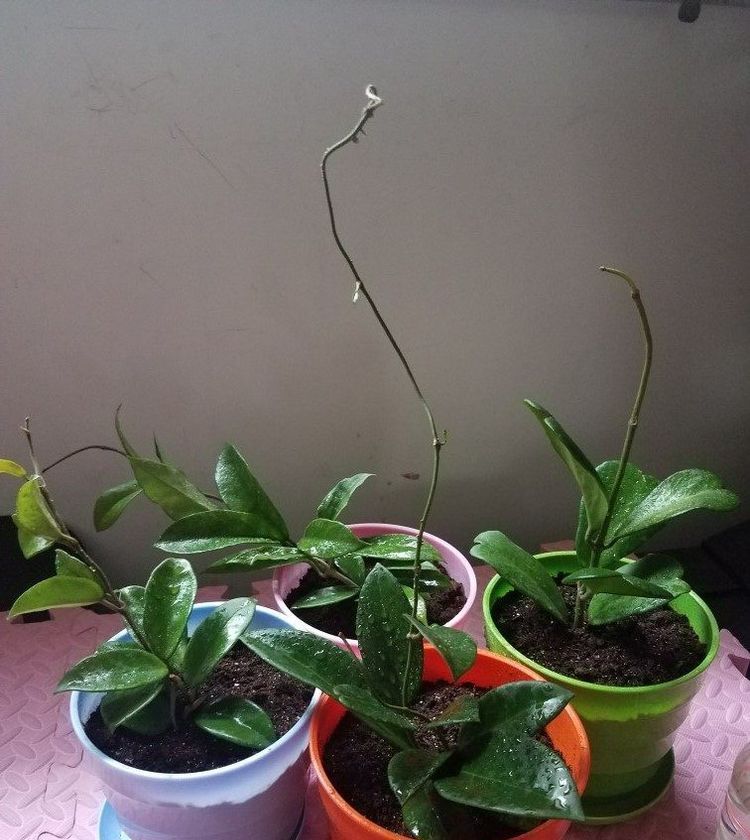 优良月季“杏色露台”,清香淡雅,美丽怡人,堪称是养花首选