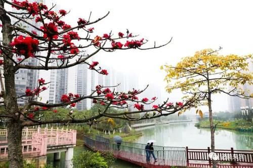 花瓣上的雨■来宾木棉花又开，惊艳了谁的时光？