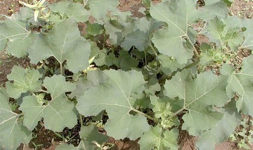  『苍耳』农田的一大害草，农民见到就铲除，殊不知是祛湿疹的“高手”