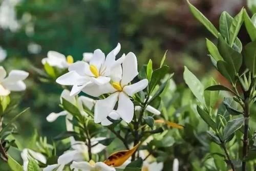  「泡水」东乡种野果，人称“金珠子”！晒干后泡水味道香甜，你