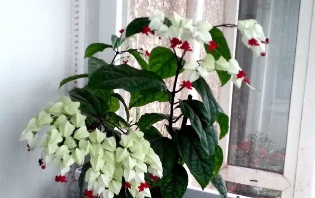  『珍珠宝塔』此新型观赏植物，漂亮又好养，最重要的是还可做盆景
