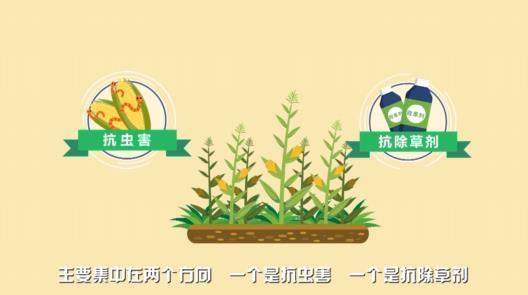 拒绝“背锅”！转基因玉米鸣冤辩护：我从来都不是“妖魔鬼怪”
