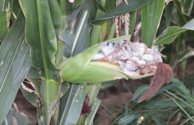 长在玉米身上的东西，以前农民躲都来不及，如今50元一斤争着买