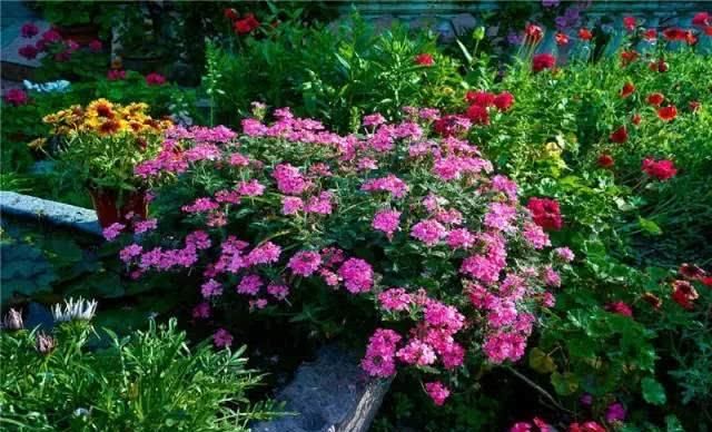 66岁大叔，8年时间打造出了中国最美私家花园，让人叹为观止！