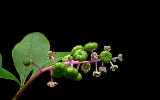 农村田地里常见的野草，人称“山萝卜”，其实它用途广泛