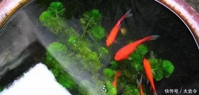  庭院|乡村的庭院，大家为什么这么喜欢