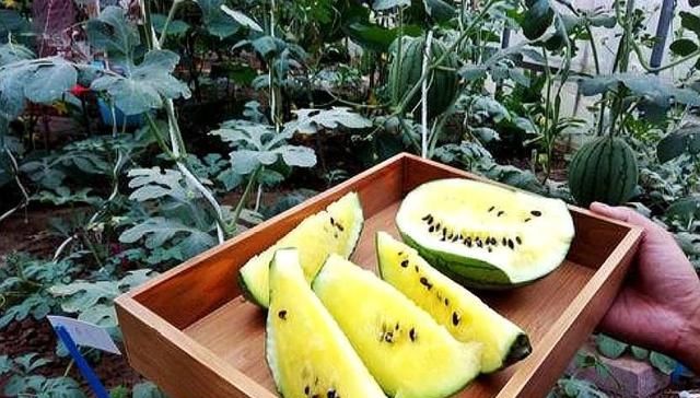  【可行】农村3种快速致富方法，第一种每亩每年赚7万，粗放管理