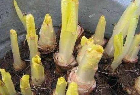  [植物]1种“废根”谁丢谁傻！养在花盆里，5天长出白菜心，一斤80元