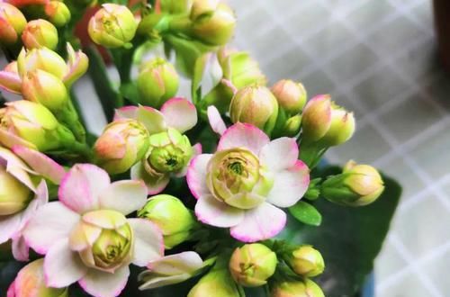  #图片作者#长寿开花不过瘾，学会1招，花苞多的能盖叶！