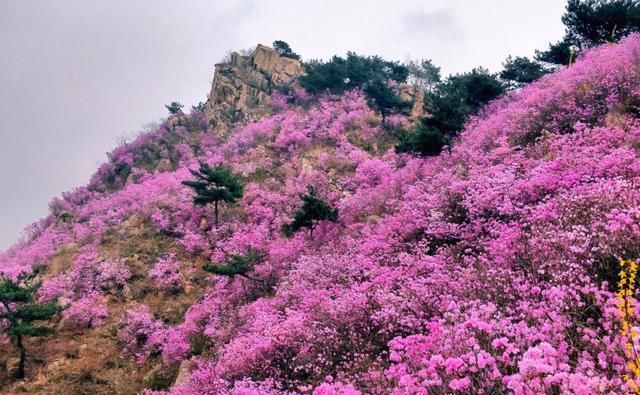 看万亩杜鹃花海开成一片，感受春花浪漫，如诗如画