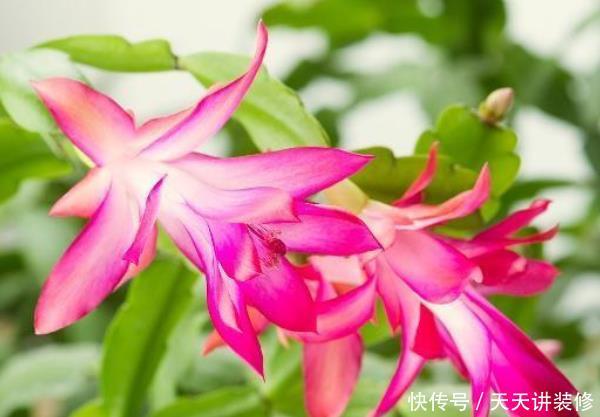  「蟹爪兰」适合养在卧室的4种植物，净化空气去异味，第三种还能帮助睡眠！