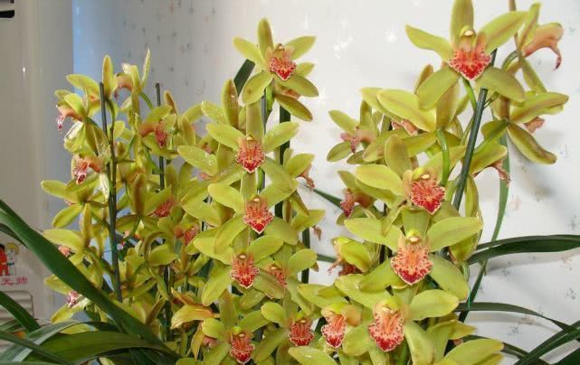 便宜■花大色艳又“好养”的兰花，香气浓郁花期长，年年开花又便宜！