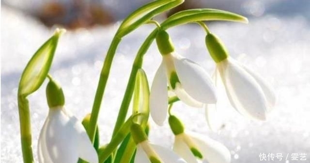  【漂亮】最美丽的“排名第三的”花三种“各自都令人惊叹！幸福的玫瑰也叫