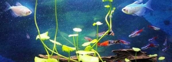  [排泄物]铜钱草可以放鱼缸里吗