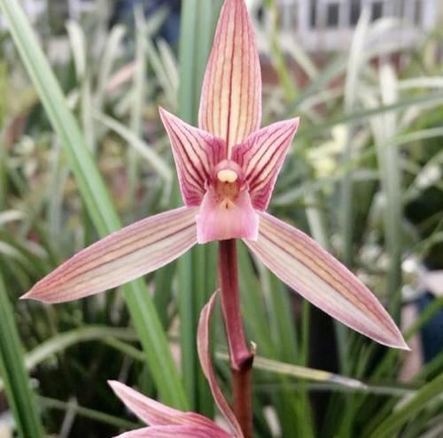  「值得」中华顶级红素兰花，一杆多花，花色艳丽迷人，花开浓香，值得拥有