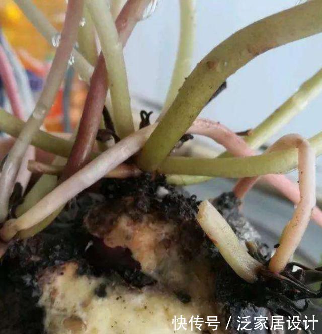 堆花|花市垃圾桶内捡1堆花,回来处理一下,就能养成漂亮的盆栽
