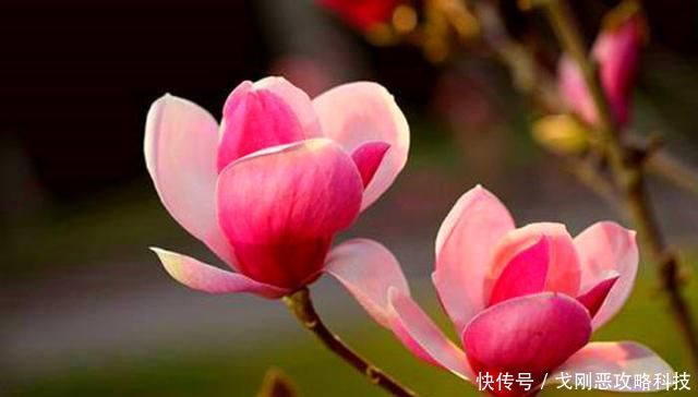 『春天』院子里种一棵玉兰花,简单几步就成活,年年春天都赏花