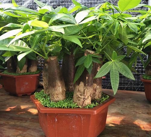  【种植】花卉种植技术：种植发财树如何浇水才正确，往哪浇水怎么浇水法？