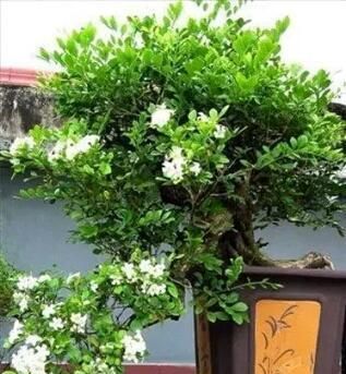 【九里香】室内盆栽新宠,浇水就疯长,一盆开花千朵,朵朵似茉莉