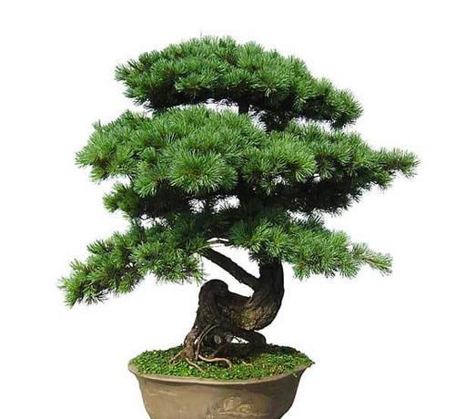  「观赏」以下几种树，都可以做成盆景，赏识性极高